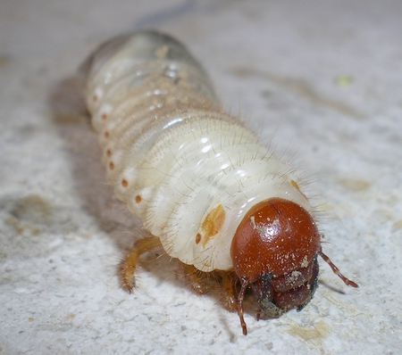 Pentodon bidens: la metamorfosi